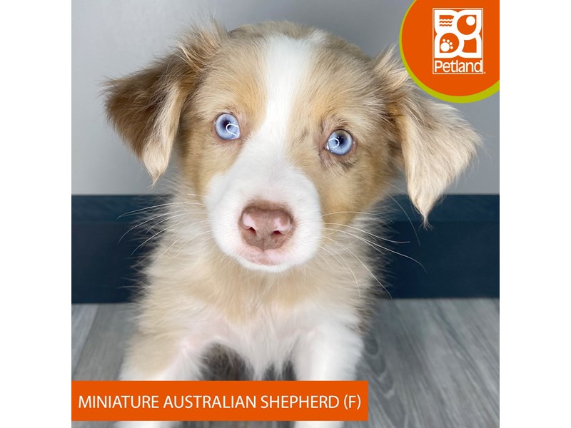 Miniature Australian Shepherd - 966 Image #2