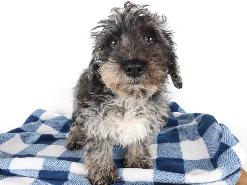 [#14067] Blue Merle Male Schnoodle Puppies For Sale #2