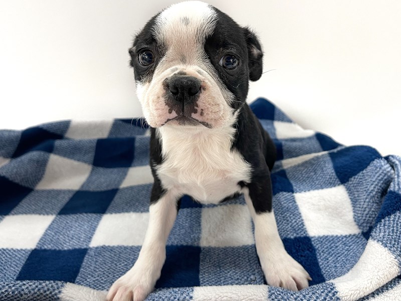 [#14077] Black & White Female Boston Terrier Puppies For Sale #1