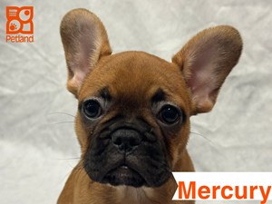 French-Bulldog-DOG-Female-4574880