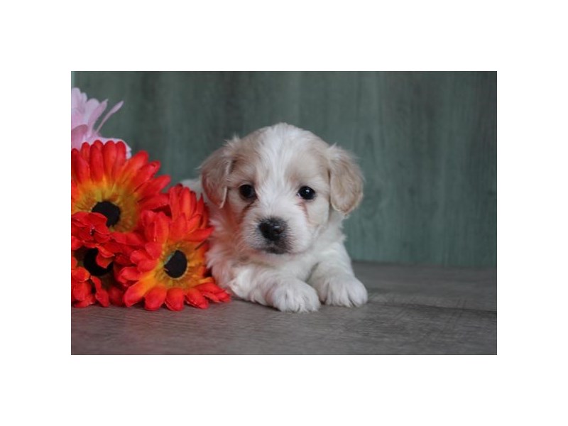 [#14082] Lemon / White Female Shihpoo Puppies For Sale #1
