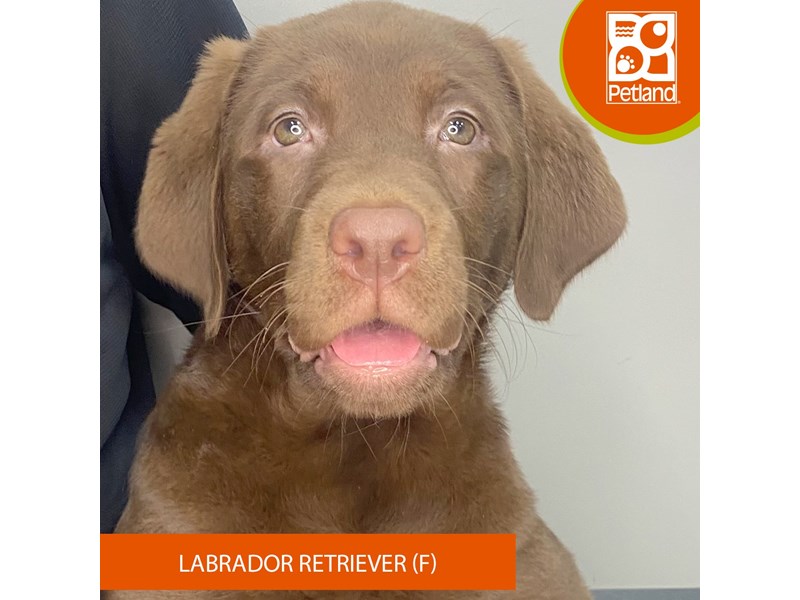 Labrador Retriever - 958 Image #2
