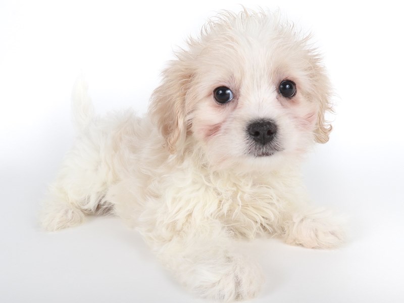 [#14082] Lemon / White Female Shihpoo Puppies For Sale #2