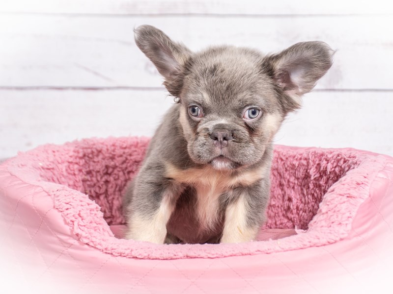 Fluffy French Bulldog