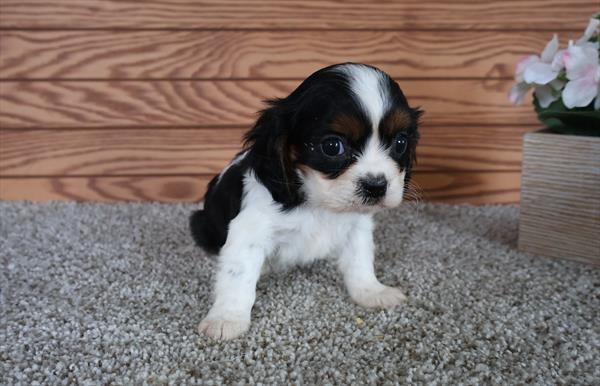 4614306 | Cavalier King Charles Spaniel | Petland Raleigh