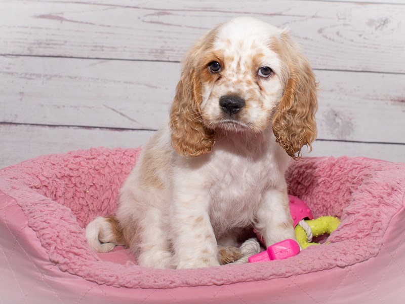 Cocker Spaniel