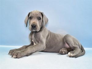 Great-Dane-DOG-Female-4624304