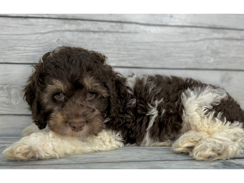 Puppy Brown White And Tan Id:252468 Located At Petland Batavia, Illinois