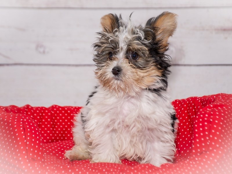 Biewer Yorkshire Terrier