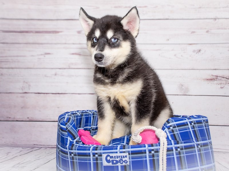 Siberian Husky