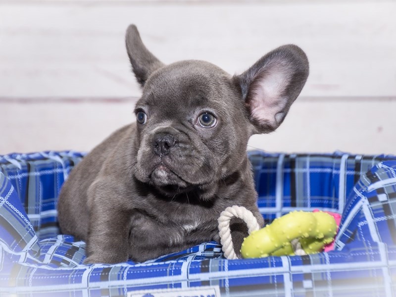 French Bulldog