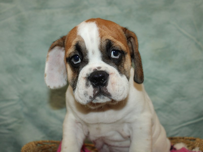 Puppy White ID:252645 Located at Petland Rome, Georgia