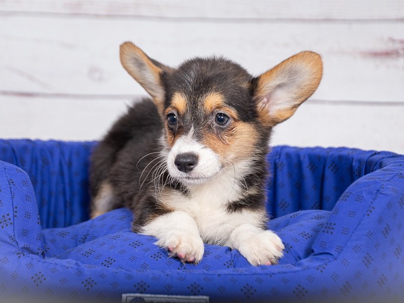 Pembroke Welsh Corgi