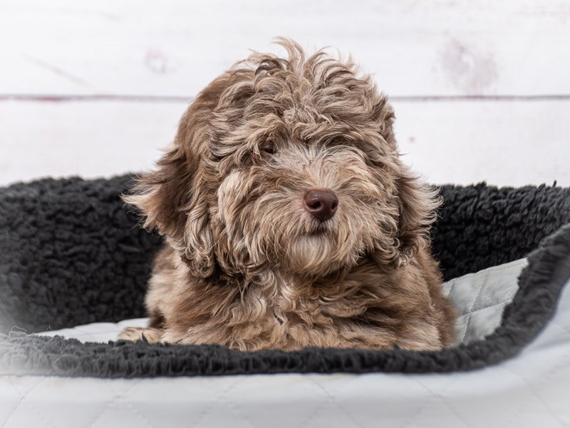 Mini Labradoodle