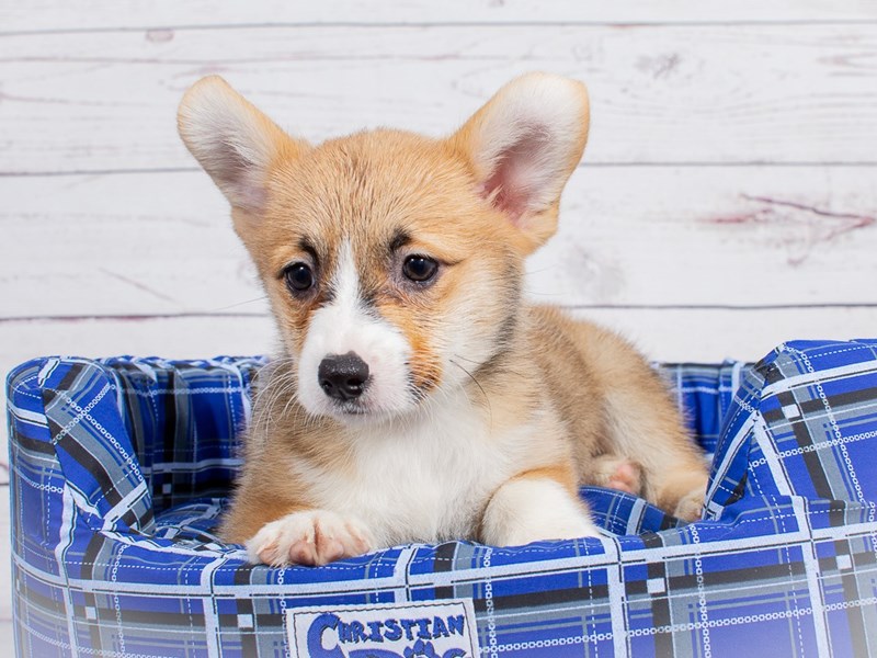 Pembroke Welsh Corgi