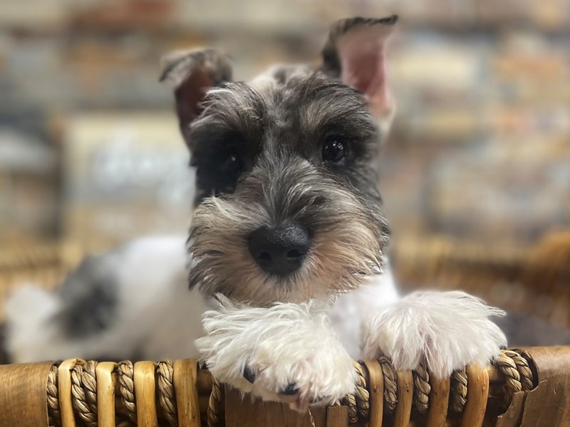 Puppy Salt & Pepper Parti ID:218860 Located at Petland Katy - Houston ...