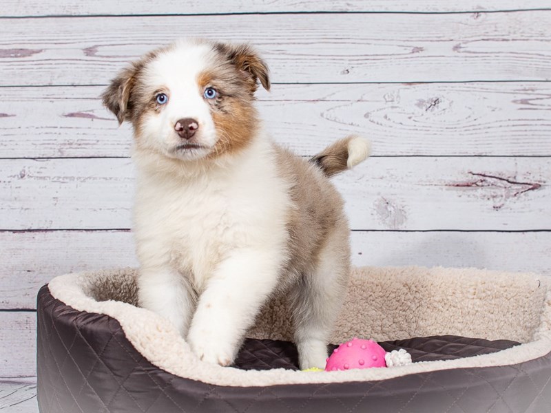 Australian Shepherd