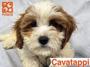 Cavapoo-DOG-Female-4666631