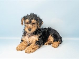 Yorkiepoo-DOG-Male-4675014