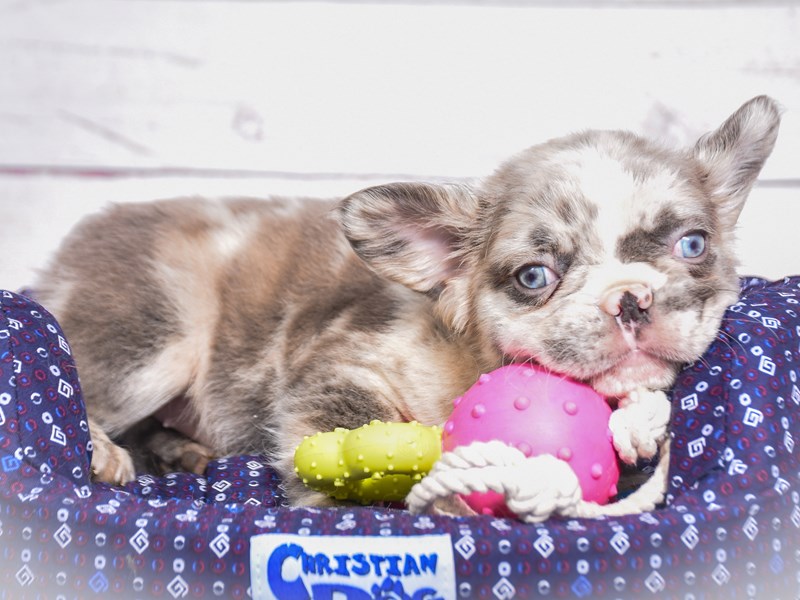 Fluffy French Bulldog