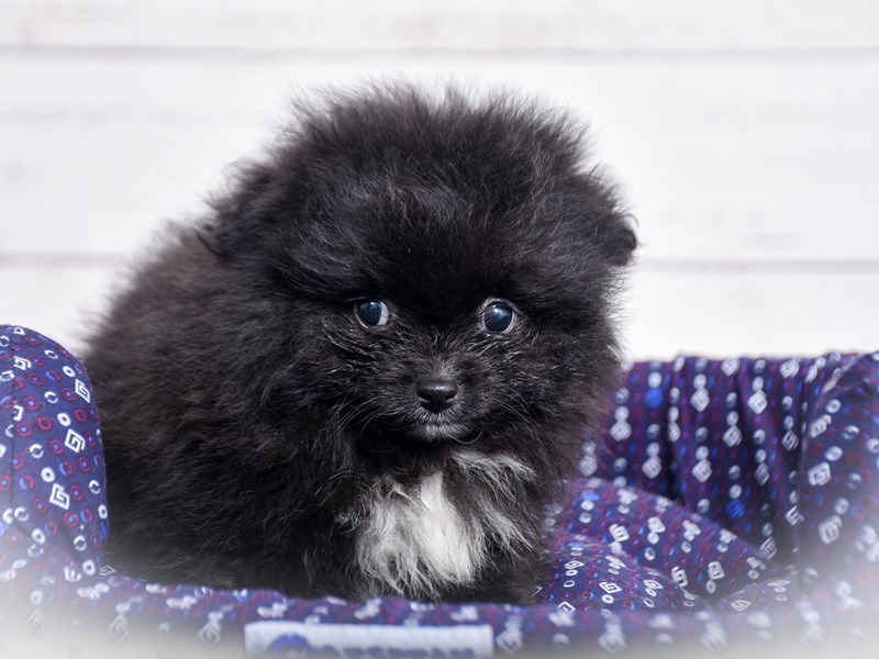 Pomeranian