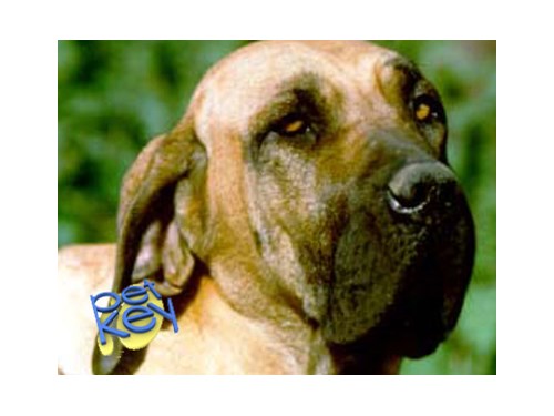 Brasileiro Dog Breed Profile - Petkey™