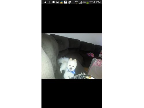 Gizmo A Lost Dog Is Missing In El Paso Tx 79935