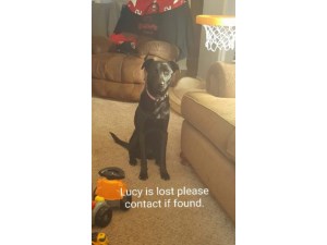 Lost Pets Near Albuquerque Nm