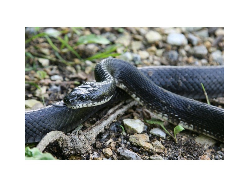 Everglades Rat Snake - 17 Image #2