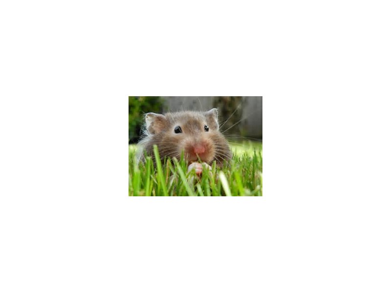 Teddy Bear Hamster - 6 Image #2