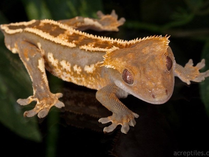 Crested Gecko - 9 Image #2