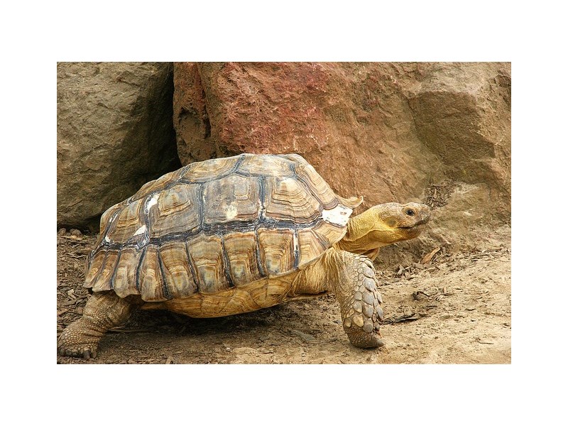 Sulcata Tortoise - 12 Image #2