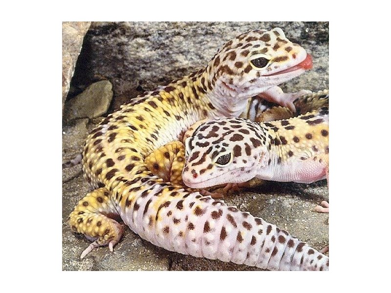 Leopard Gecko - 8 Image #2