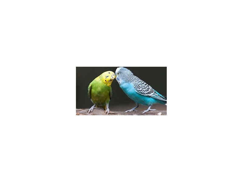 Assorted Fancy and Hand Tamed Parakeets - 11 Image #2