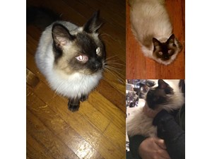 Lost Pets Near 46226 (Lawrence, IN)